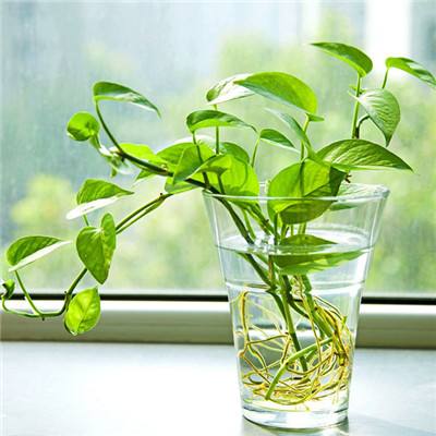 赏金女王官网正版下载